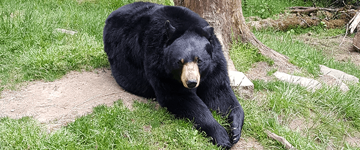 Brunch at the Oregon Zoo for Mother's Day » Whisky + Sunshine