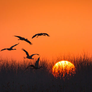 Disneynature Born In China