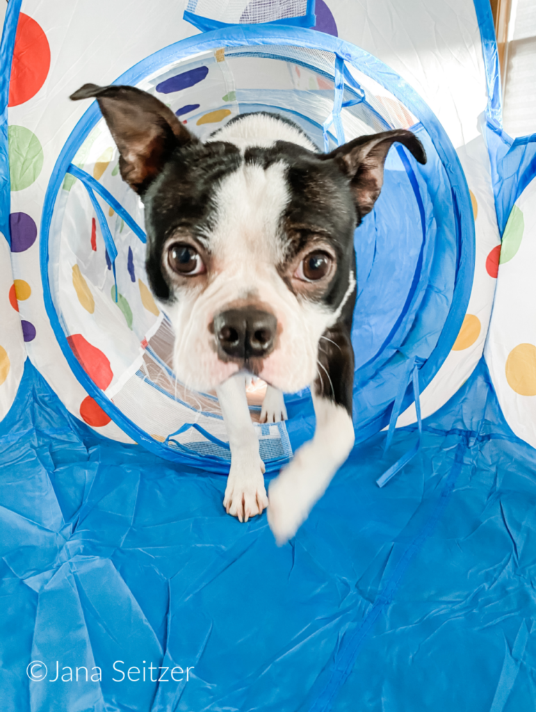 boston terrier playing