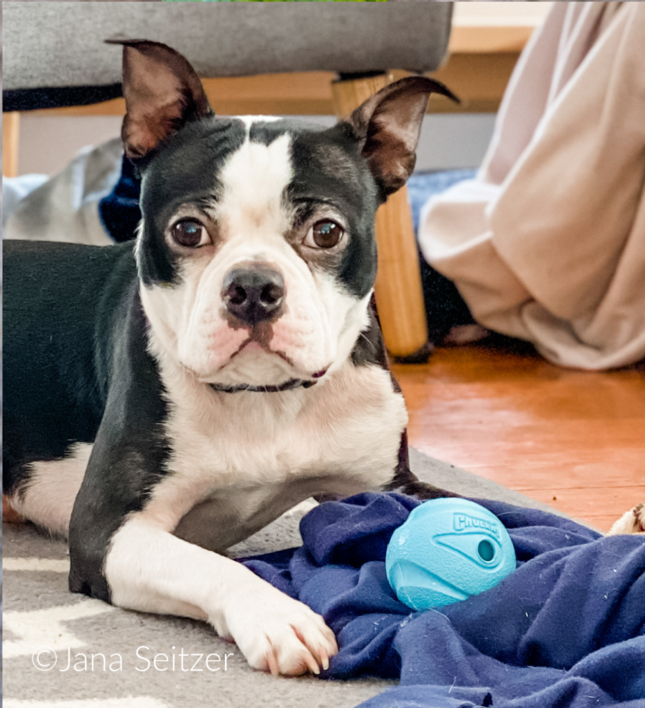 boston terrier playing