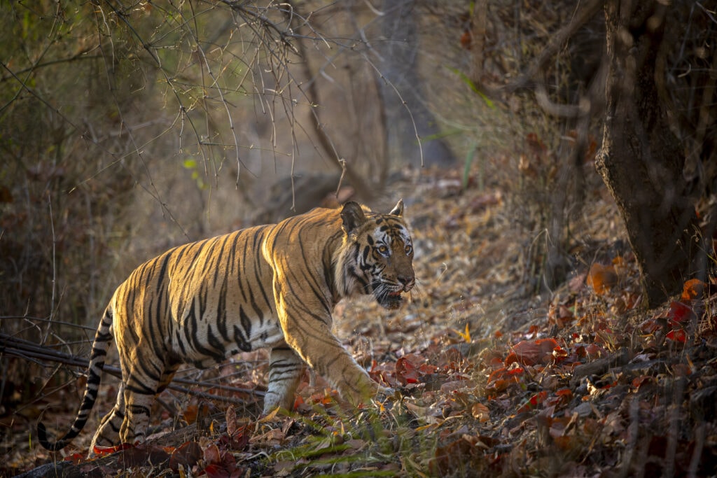 Disneynature’s TIGER