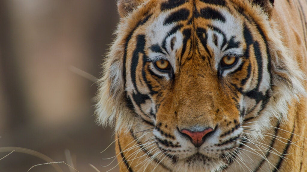 Disneynature’s TIGER